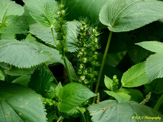 {Acalypha ostryifolia}